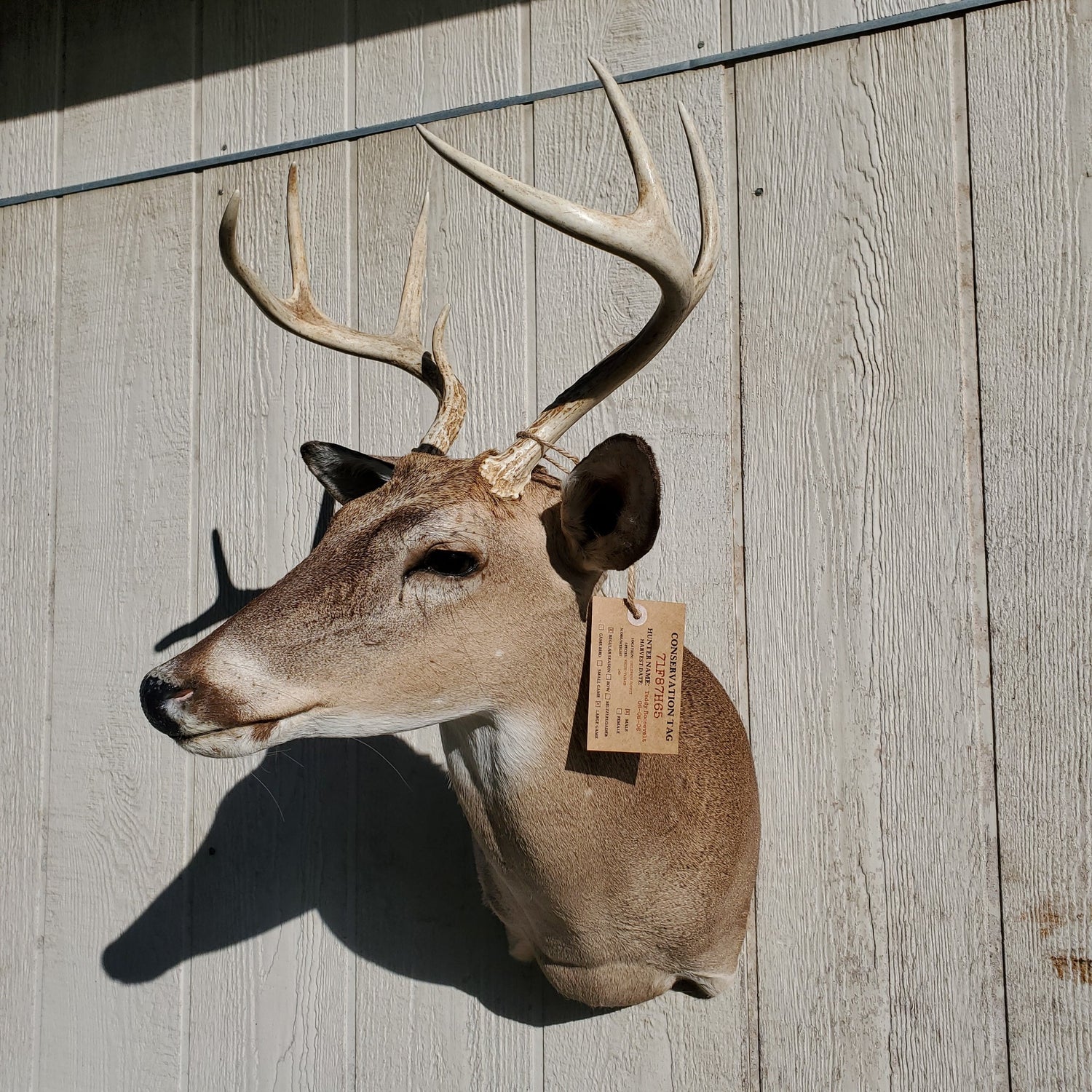 White-tailed Deer Mount Taxidermy TAGSidermy Trophy Tag
